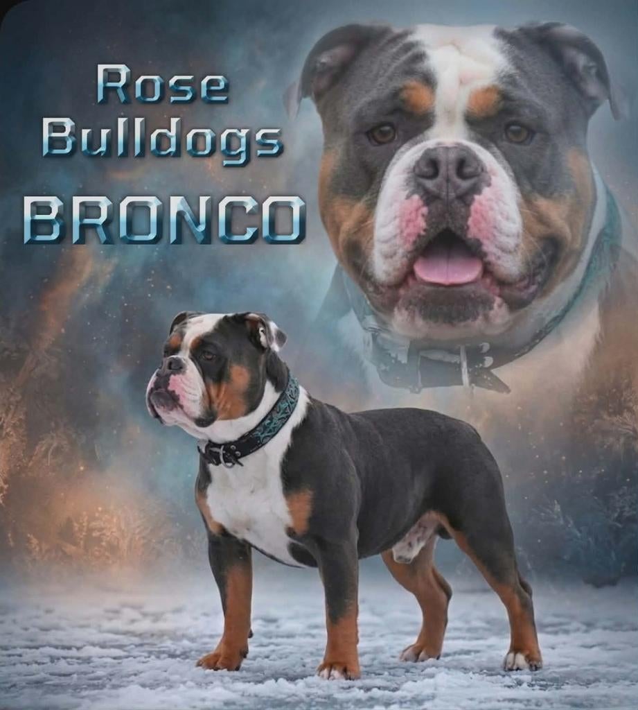 Old English Bulldog dekreu, Reu, 1 tot 2 jaar, Parvo, Eén hond