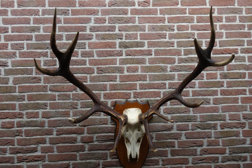 Schitterend groot gewei van een edelhert op schild, Ophalen, Zo goed als nieuw, Hert, Opgezet dier