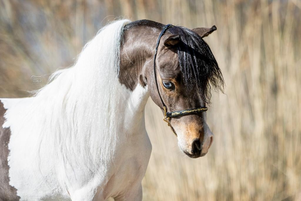 TER DEKKING 2 PRACHTIGE DEKHENGSTJES, Dieren en Toebehoren, Paarden en Pony's | Dekhengsten en Fokmerries, Hengst
