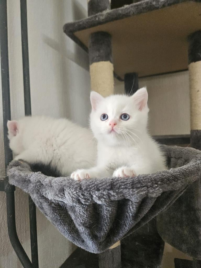 Kittens te koop, Poes, 0 tot 2 jaar