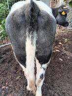 Blauwe kruising vaars, Vrouwelijk, Geit, 0 tot 2 jaar