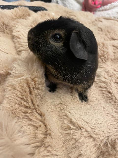 Cavia,s, Januari, Meerdere dieren, Cavia