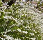 Tuinplanten - Spiraea Grefsheim - Volle Planten - 2L, Tuin en Terras, Planten | Tuinplanten, Overige soorten, Vaste plant, Ophalen of Verzenden
