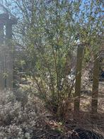 Vlinderstruik, gratis af te halen, zelf uitspitten, Tuin en Terras, Volle zon, Vaste plant, Zomer, Ophalen