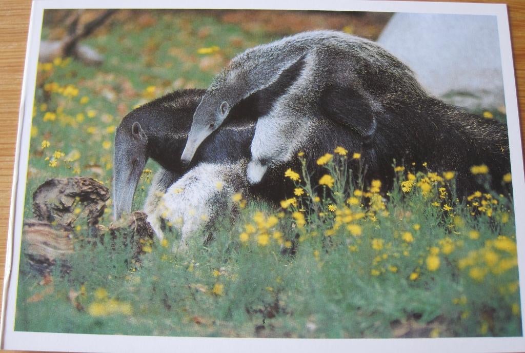 Nieuwe ansichtkaart met afbeelding van twee miereneters, Verzamelen, Verzenden, 1980 tot heden, Ongelopen, Wild dier