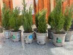 9x Mini Conifeer Chamaecyparis 'Snow White', Overige soorten, Volle zon, Vaste plant, Ophalen of Verzenden