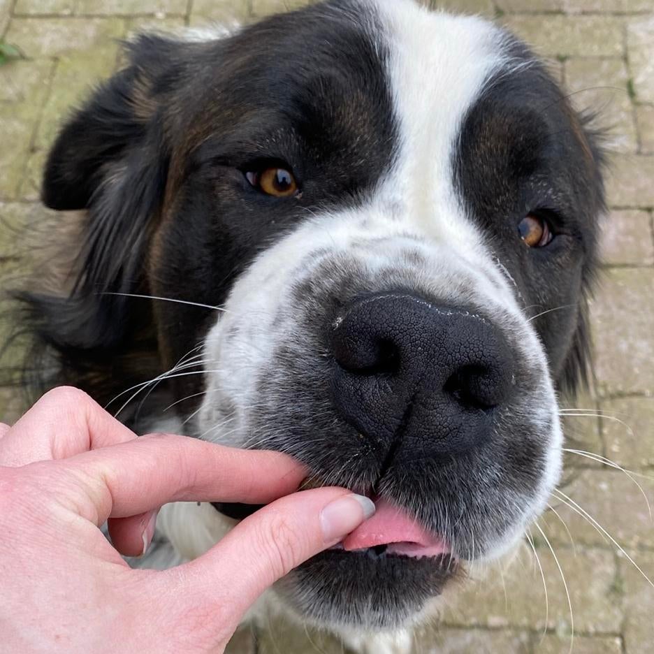 Moskow watchdog - kruising Sint Bernard Kaukasische herder, Reu, 1 tot 2 jaar, Groot, Eén hond