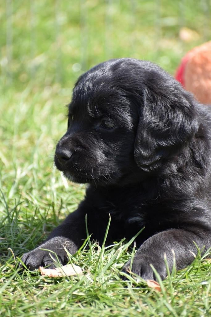 🐶 Mooie medium Labradoodle pups – mogen weg rond 1 mei!!!, Dieren en Toebehoren, Honden | Retrievers, Spaniëls en Waterhonden