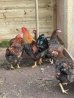 1 toom wyandotte kriel goud gezoomd, Dieren en Toebehoren, Pluimvee, Meerdere dieren, Kip