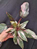 Philodendron Pink Princess p12 (5)