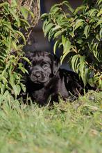 Labrador kruising teefje, Dieren en Toebehoren, Honden | Niet-rashonden, 8 tot 15 weken, Teef, Eén hond, Middel