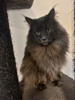 Dekkater maine coon volledig getest met stammboom, Dieren en Toebehoren, Kater, Met stamboom, 3 tot 5 jaar