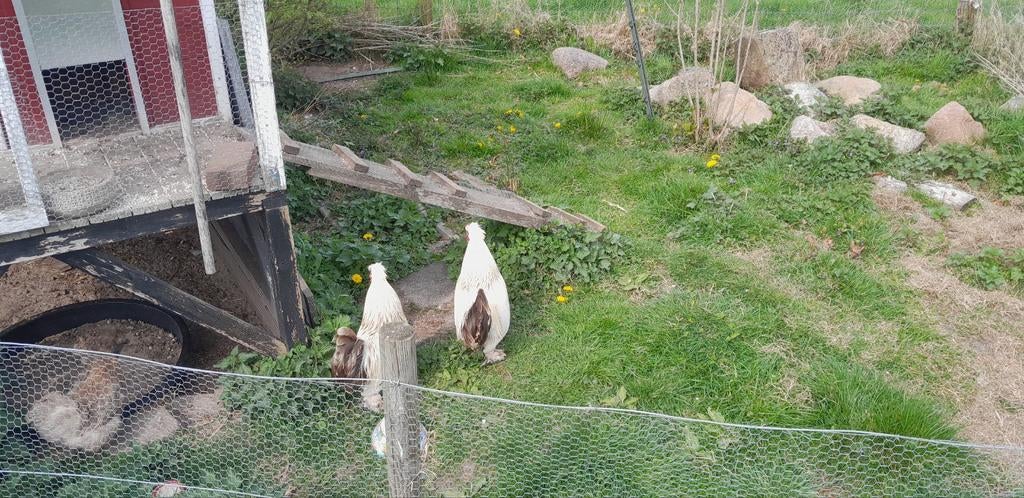 Haantjes, Dieren en Toebehoren, Pluimvee, Mannelijk, Kip