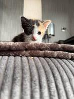 Kittens, Dieren en Toebehoren, Katten en Kittens | Overige Katten, Meerdere dieren
