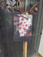 Roodbladerige kerspruim hoogstam boom, Lente, 100 tot 250 cm, Volle zon, In pot