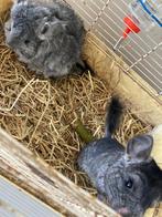 2 lieve chinchilla’s vrouwtjes, Vrouwelijk, Chinchilla, Voor 1 juli 2024