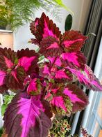 Coleus china rose, Huis en Inrichting, Kamerplanten, Ophalen of Verzenden, Cactus, Minder dan 100 cm