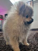 Kleine bearface pomeriaan ( echt mini ), Dieren en Toebehoren, Honden | Chihuahua's en Gezelschapshonden, Rabiës (hondsdolheid)