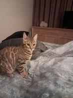 2 Bengaalse poesjes te koop ( zusjes ), Dieren en Toebehoren, Poes