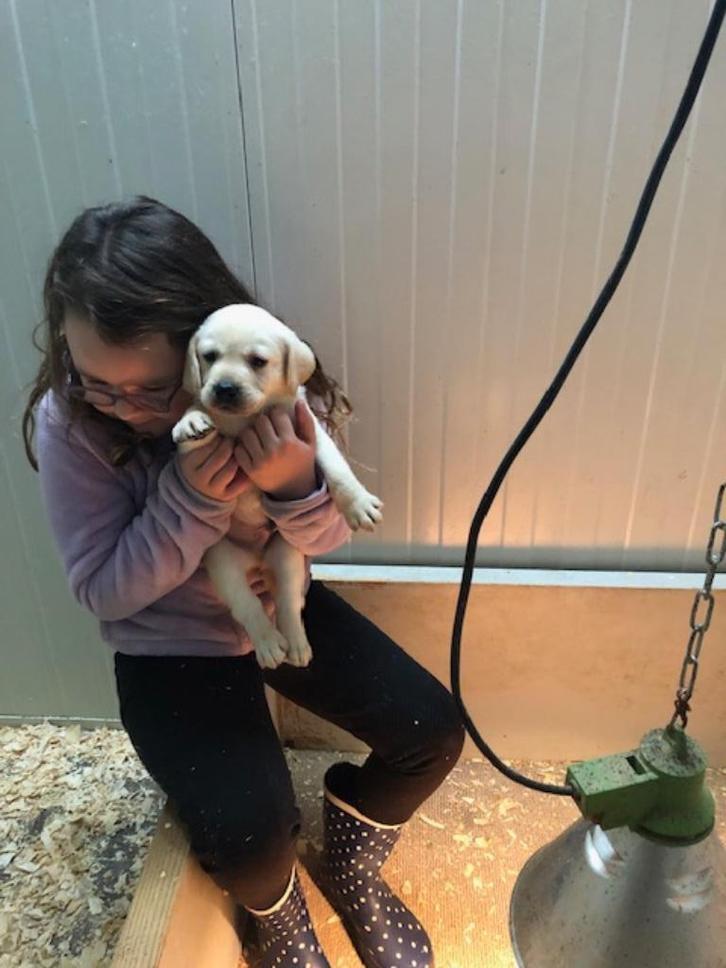 Prachtige blonde labrador pups met stamboom !!, Dieren en Toebehoren, Honden | Retrievers, Spaniëls en Waterhonden, Meerdere dieren