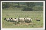 Schapen Schaapskudde  Uitgave Natuurmonumenten, Verzamelen, Verzenden, 1980 tot heden, Gelopen