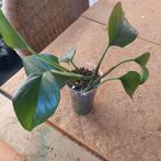 epipremnum aureum plantje nr 80, Huis en Inrichting, Kamerplanten, Ophalen of Verzenden, Overige soorten, Minder dan 100 cm