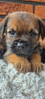 Border terrier pups, Dieren en Toebehoren, Honden | Jack Russells en Terriërs, Rabiës (hondsdolheid), Overige rassen, 8 tot 15 weken