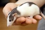 Ratjes, rittens, gezond, gesocialiseerd, tam, toilet gewend., Dieren en Toebehoren, Knaagdieren, Rat, Juli, Meerdere dieren, Tam