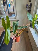 Philodendron Billietiae, Ophalen of Verzenden, Overige soorten, Volle zon