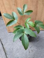 Helleborus argutifolius, Vaste plant, Halfschaduw, Winter, Ophalen