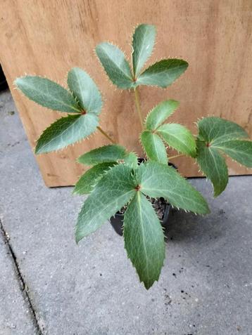 Helleborus argutifolius beschikbaar voor biedingen