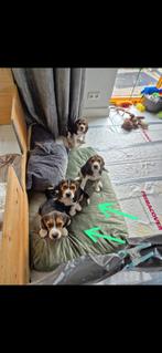 Beagle pups, Dieren en Toebehoren, Honden | Beagles, Bassets en Lopende honden, Particulier, Rabiës (hondsdolheid), Meerdere, 8 tot 15 weken