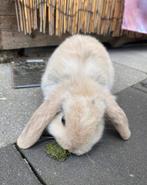 Nacho zoekt een gouden mandje, Dieren en Toebehoren, Konijnen, Mannelijk, Hangoor, 0 tot 2 jaar