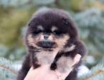 Pomeriaan | Pomeranian | Pup | FCI | Reutje | Dwergkees, Dieren en Toebehoren, Reu, 8 tot 15 weken, Buitenland, Eén hond