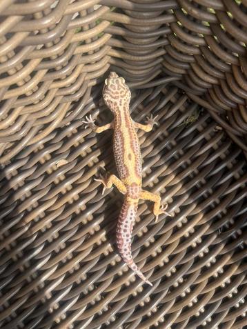 0.1 tangerine jungle bell het eclipse luipaardgekko beschikbaar voor biedingen