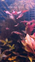 4 stuks Dwerg Rasbora Boraras maculatus aquarium vissen, Dieren en Toebehoren, Vissen | Aquariumvissen, Vis