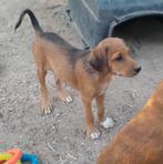 GaGa Animal Care - PEPE kan eind augustus naar NL komen, Dieren en Toebehoren, Honden | Niet-rashonden, Particulier, Rabiës (hondsdolheid)