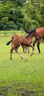 2 super mooie veulens van Omar Sharif en Denver US te koop, Dieren en Toebehoren, Paarden, Merrie, Dressuurpaard, 0 tot 2 jaar