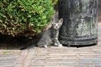 Kittens (grijs cypers en zwart wit), Dieren en Toebehoren, Meerdere dieren, 0 tot 2 jaar