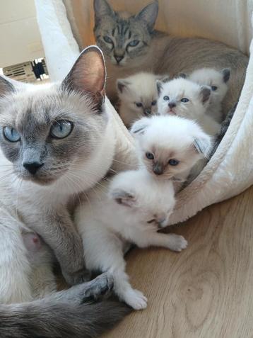 Ragdoll kittens  beschikbaar voor biedingen
