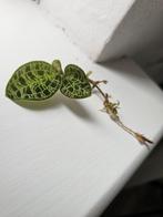 Jewel Orchid stekken beschikbaar, Huis en Inrichting, Kamerplanten, Ophalen of Verzenden, Overige soorten, Minder dan 100 cm