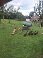 Loopeenden, Meerdere dieren, Eend