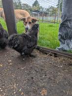 3 Zijdehoen usa haantjes, Dieren en Toebehoren, Pluimvee, Mannelijk, Kip
