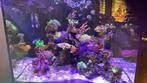 Red Sea Reefer 170 aquarium, Gevuld zeewateraquarium, Gebruikt, Ophalen