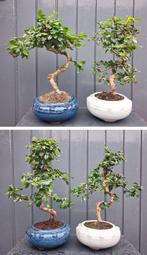 4 Carmona Macrophylla Bonsai- Fukien Thee Bonsai, Huis en Inrichting, Kamerplanten, Ophalen of Verzenden, In pot, Minder dan 100 cm