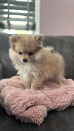Prachtige Pomchi pomeriaan pup  9 week (teefje), Overige rassen, CDV (hondenziekte), 8 tot 15 weken, Meerdere