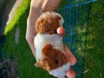 Lunkarya beertjes roodbont, Dieren en Toebehoren, Knaagdieren, September