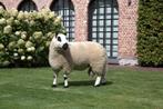 Kerry Hill Ram, Dieren en Toebehoren, Schapen, Geiten en Varkens, Mannelijk, Schaap, 0 tot 2 jaar