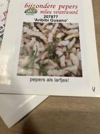 Peper zaden aribi gusano, Ophalen of Verzenden, Voorjaar, Volle zon