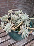 Grote buitenpot met prachtige Ghost Plant (succulent), Vaste plant, Bloeit niet, Halfschaduw, Ophalen